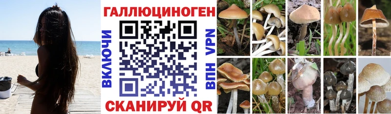 Галлюциногенные грибы Psilocybine cubensis  Туран 
